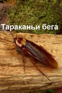 Обложка к Литвин Виталий. Тараканьи бега. Сборник